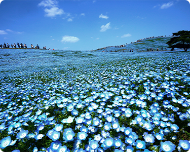 ひたち海浜公園