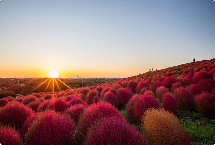 紅葉のイメージ