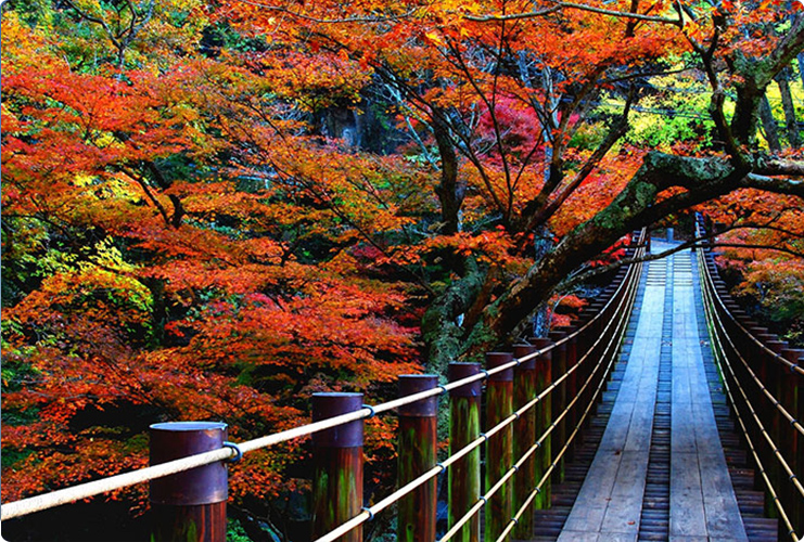 紅葉のイメージ