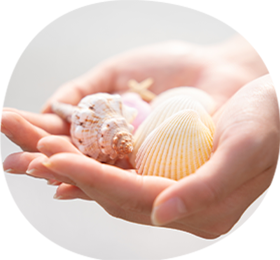 貝殻のイメージ