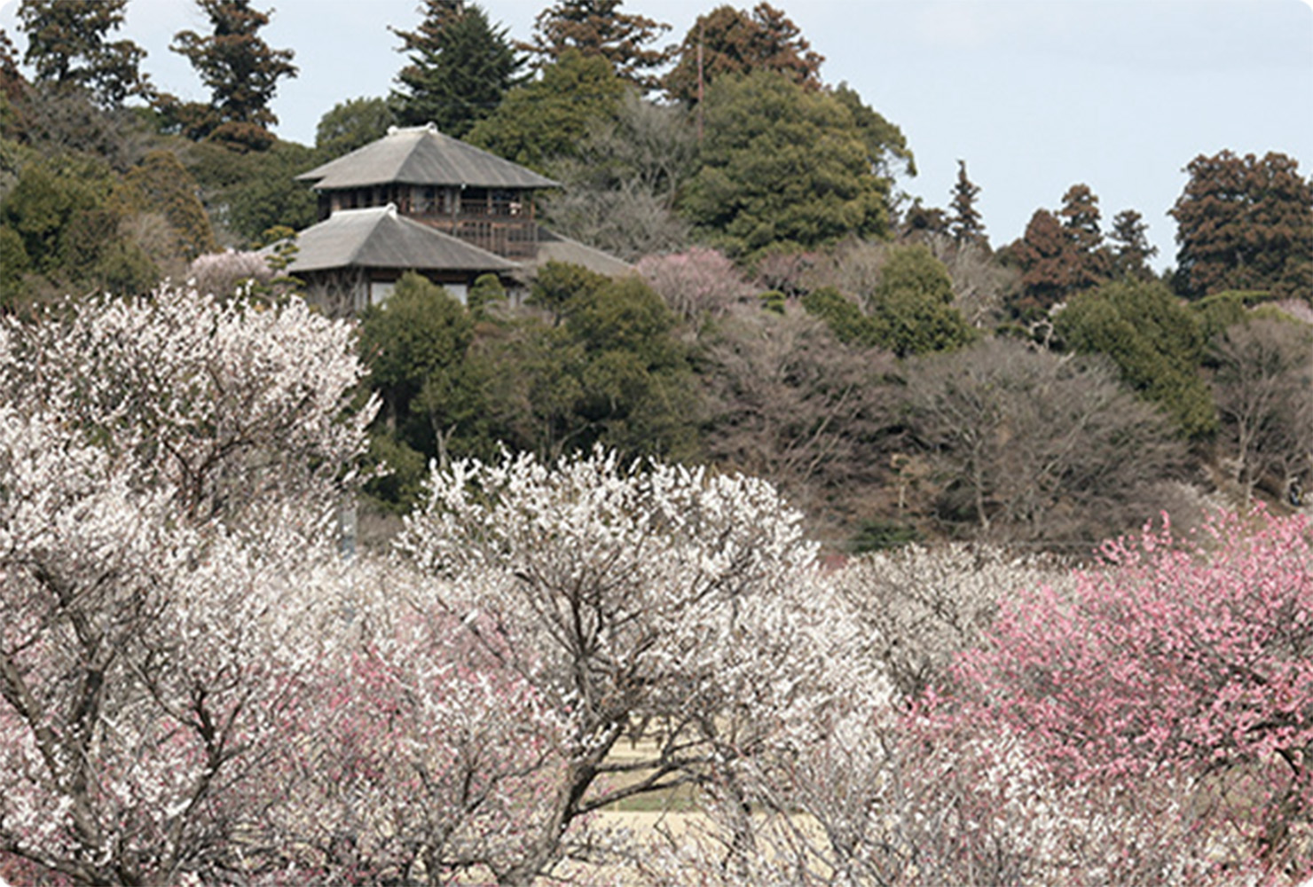 「梅」紅白の絶景のイメージ