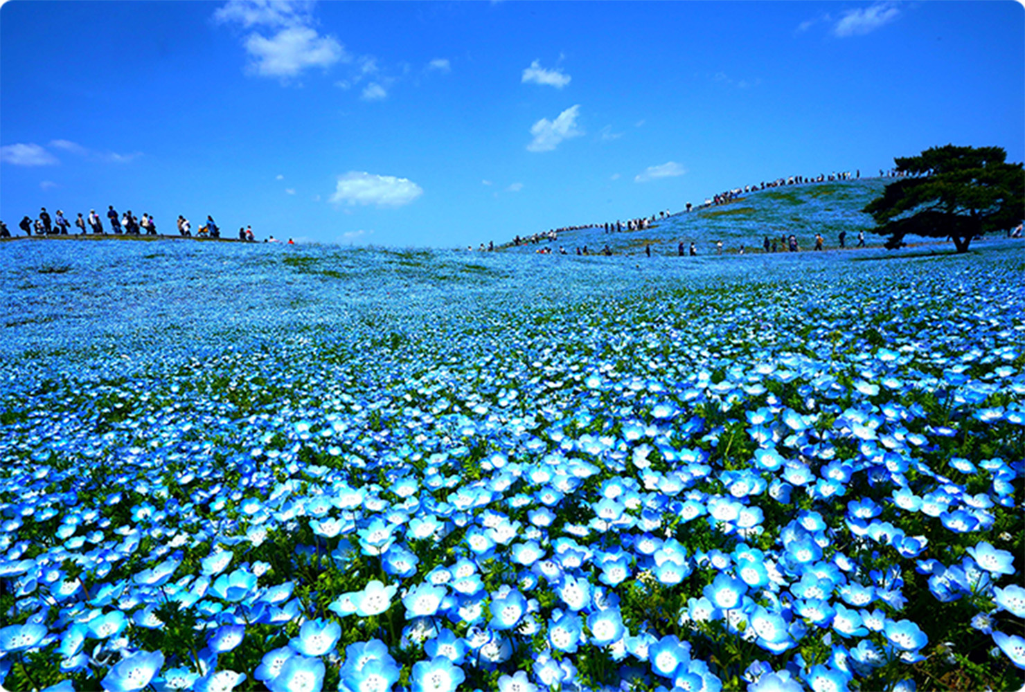 「ネモフィラ」青の絶景のイメージ