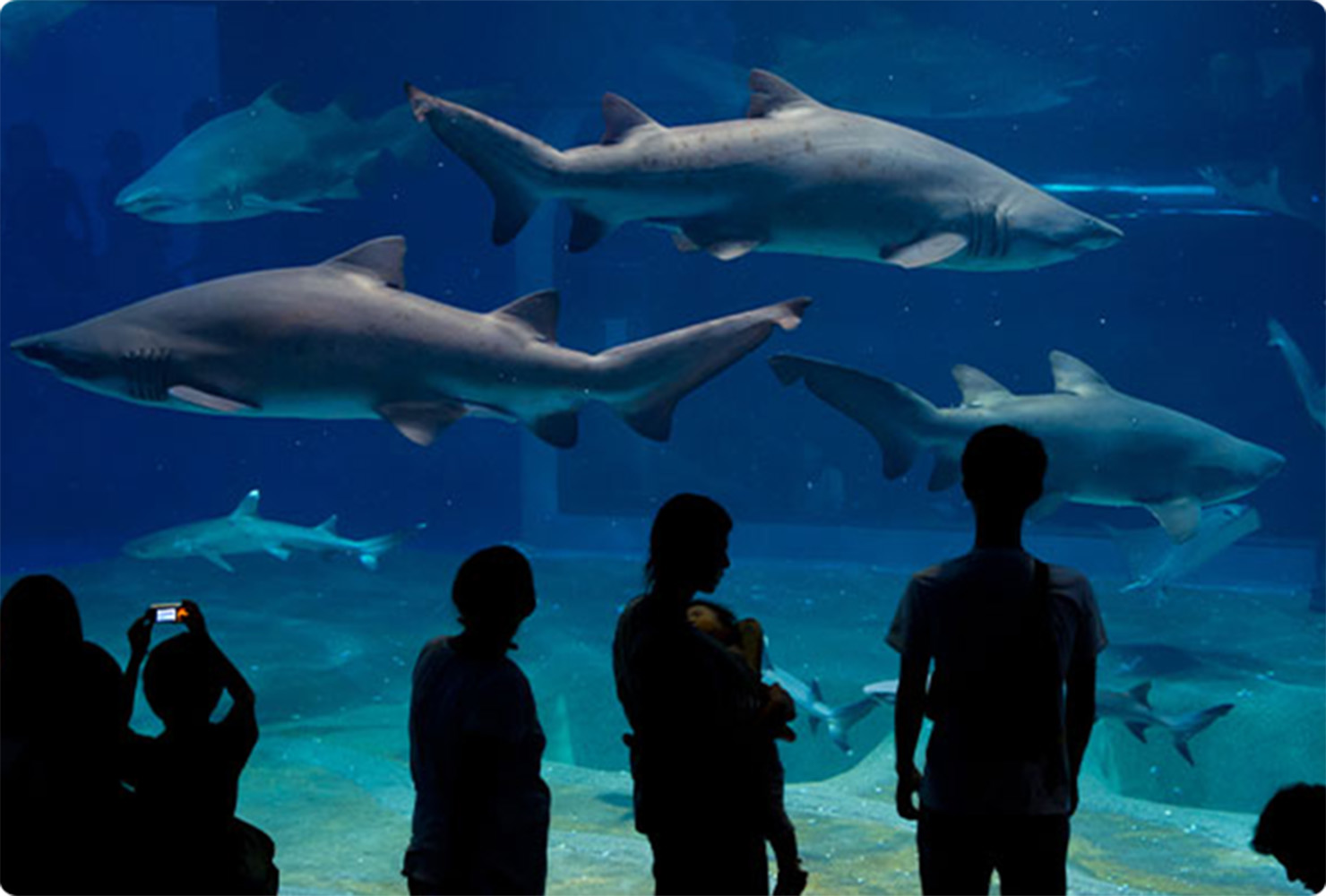 アクアワールド大洗のイメージ