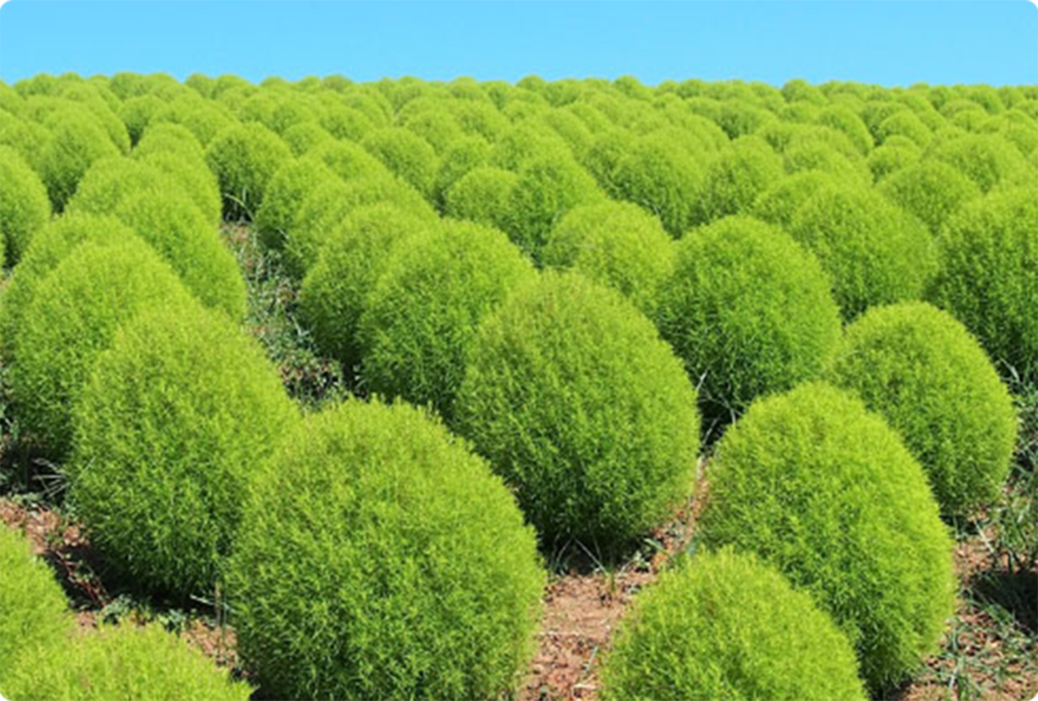 ひたち海浜公園のイメージ