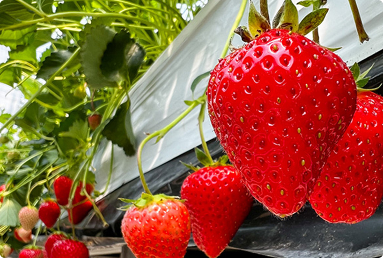 いちご狩りのイメージ