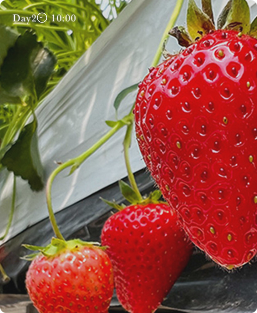 いちご狩りのイメージ