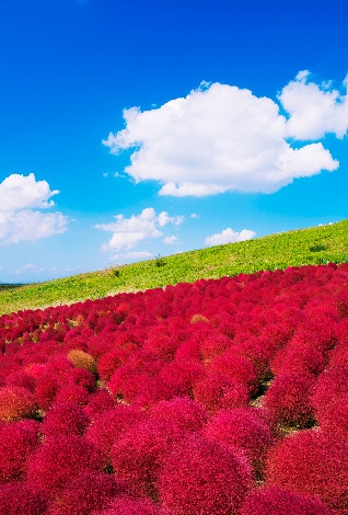 赤い花が咲き誇る丘