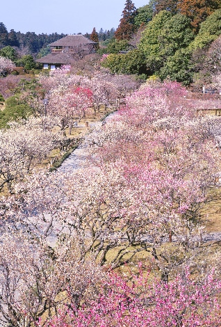 一面に咲く満開の梅