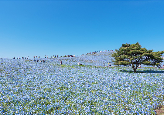 ひたち海浜公園 ネモフィラ