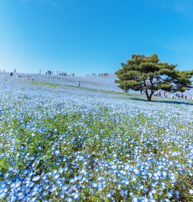 春のひたちなか海浜公園