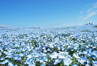 一面に咲きほこる花