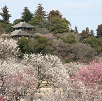 【販売終了】★水戸の梅まつり期間限定★観梅とあんこう鍋を堪能！「活アワビの地酒蒸し」と「選べる梅ドリンク」プレゼント♪プランのご案内