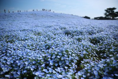【販売終了】ネモフィラハーモニー・ひたち海浜公園無料入園券付バイキングプラン★空の青と溶け合う風景は、まさに絶景プランのご案内