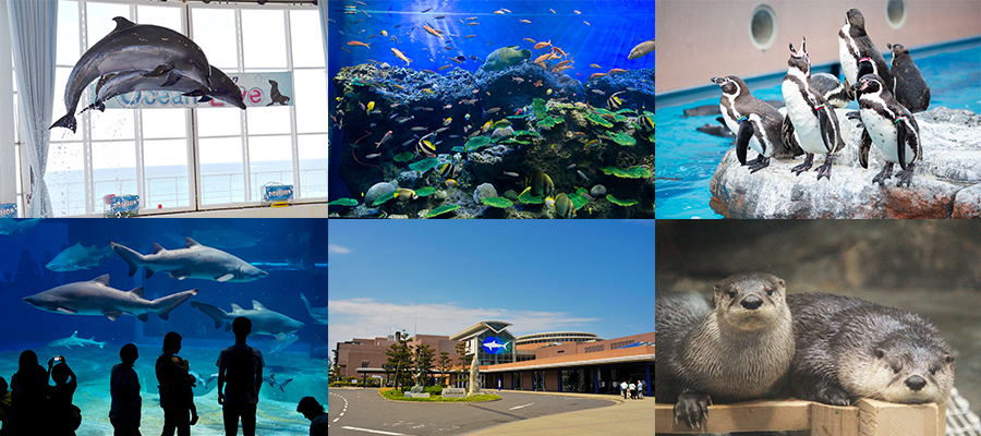 【販売終了】★アフターGW限定★アクアワールド大洗水族館チケット付きバイキングプラン♪