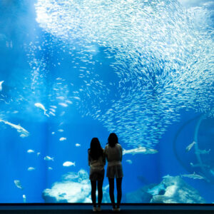 【販売終了】／優先入場特典付き／アクアワールド大洗水族館入場チケット付き★バイキングプラン