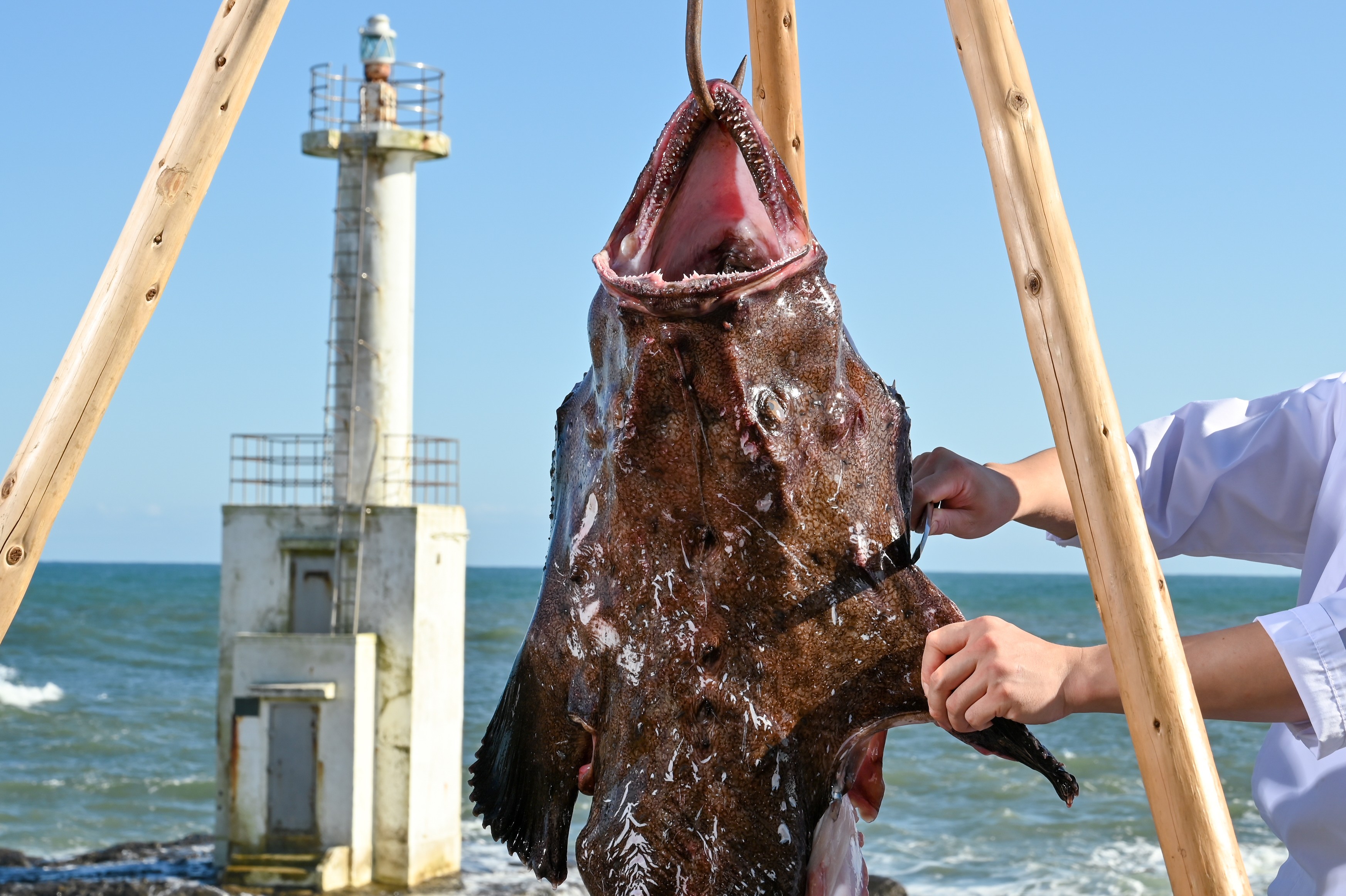 冬を味わい尽くす、伝統の技”吊るし切り”と”あんこう料理”