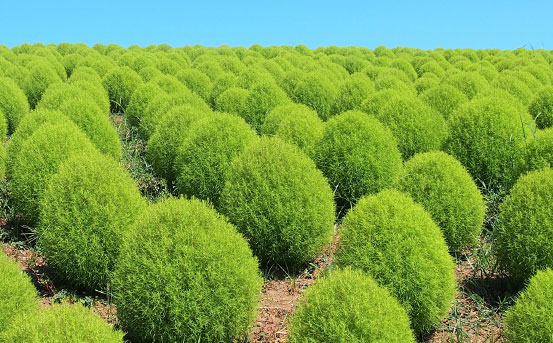 ひたち海浜公園の緑コキア